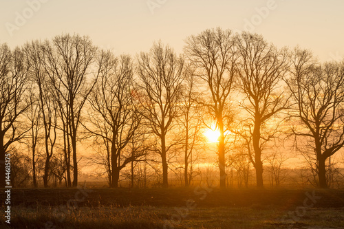 The sun through the trees at dawn