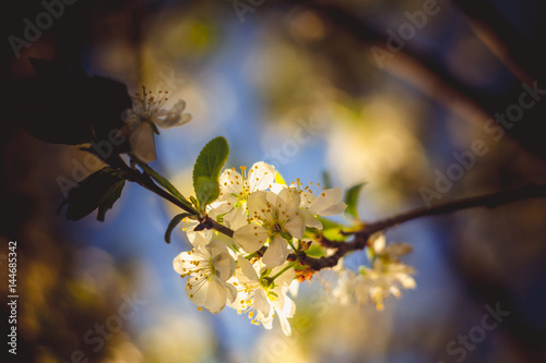 White Spring Blooming Trees Retro