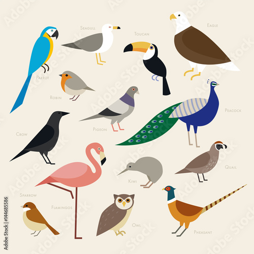 various kind birds flat design illustration set