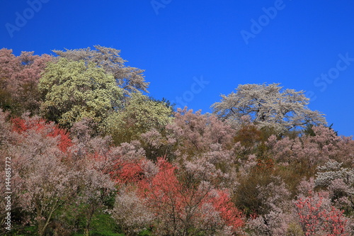 福島県 春の花見山