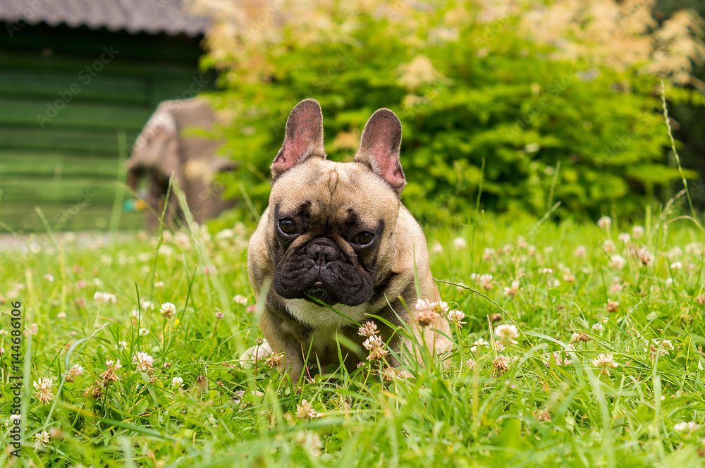 Bulldog Bulldog