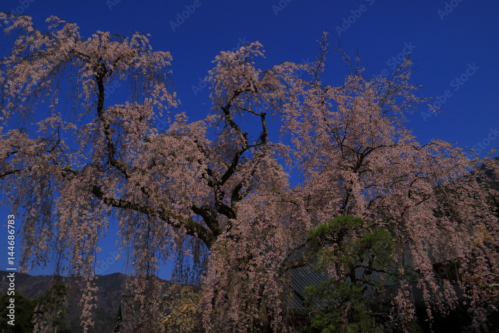 Blue sky and Weeping cherry tree in Blue sky and Weeping cherry tree in