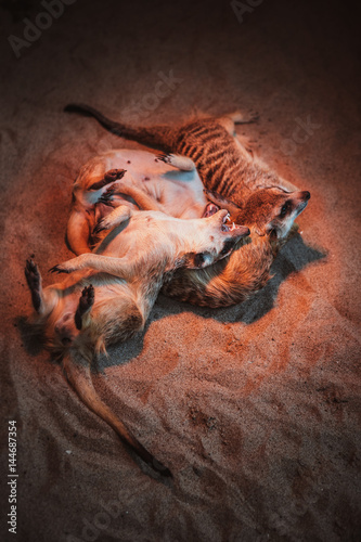 Many meerkats are played and lie on the sand