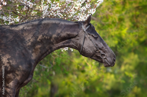 A beautiful black horse in a bridle stands opposite a blossoming apricot tree
