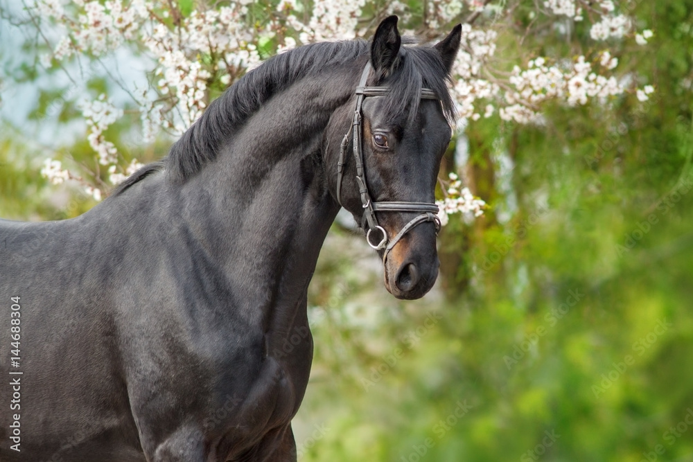 A beautiful black horse in a bridle stands opposite a blossoming apricot tree A beautiful black horse in a bridle stands opposite a blossoming apricot tree