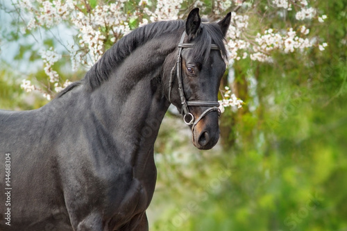 A beautiful black horse  in a bridle stands opposite a blossoming apricot tree