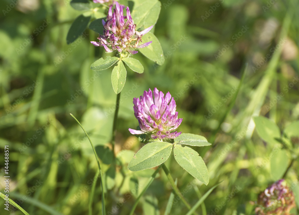 trifolium flower in a garden trifolium flower in a garden