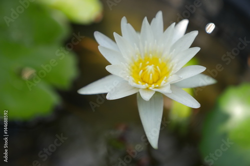the white lotus flower