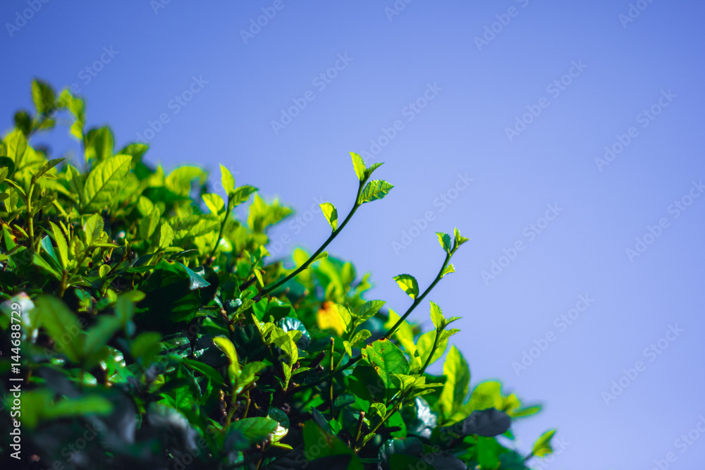 selective focus top tree forest with blue sky selective focus top tree forest with blue sky