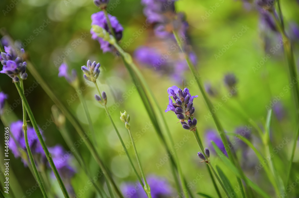 Obraz premium Lavander4