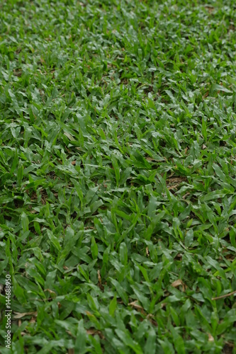 Grass is a type of plant.A common kind of grass is used to cover the ground in a lawn.