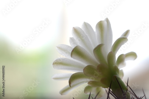 the white cactus flower