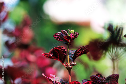 Red Leaves