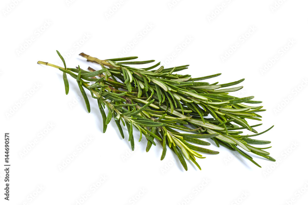 A beam of green rosemary branches isolated on white background. A beam of green rosemary branches isolated on white background.