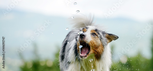 Tableau sur toile Nasser Hund spielt im sommerlichen Garten glücklich mit Wassertropfen