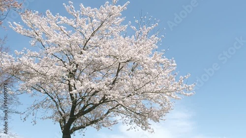 青空を背景に風に揺れる満開の桜の花