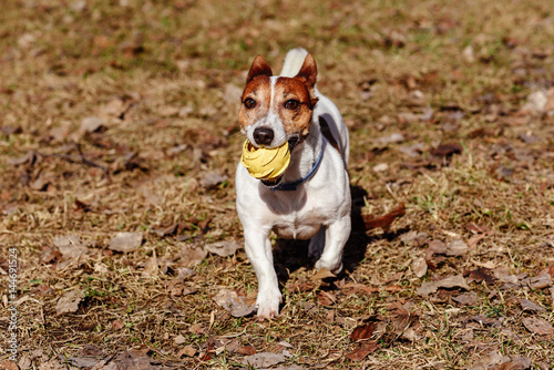 Dog playing with toy rubber ball on last year old leaves
