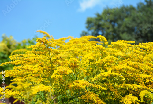 Solidago canadensis Goldenrod flowers with soft focus. Solidago canadensis flowerbed known as Canada goldenrod  or Canadian goldenrod. photo