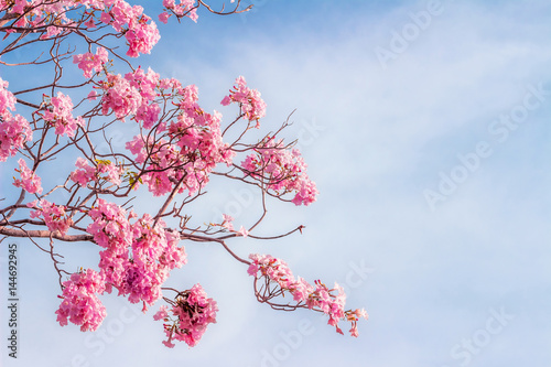 pink trumpet tree or Tabebuia rosea; fresh pink flowers and green leaves on branches of the pink trumpet tree under the blue sky on a sunny day photo