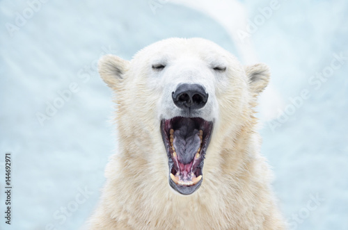 Белый медведь зевает.