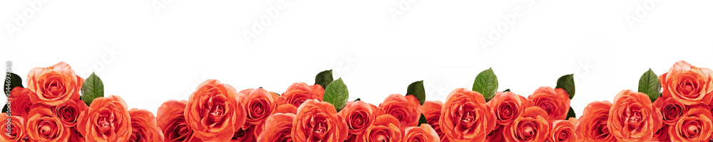 panorama mit orangenen rosen - obrazy, fototapety, plakaty 