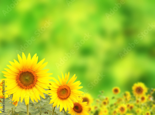 Bright yellow sunflower on green background