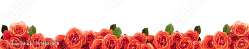panorama mit orangenen rosen