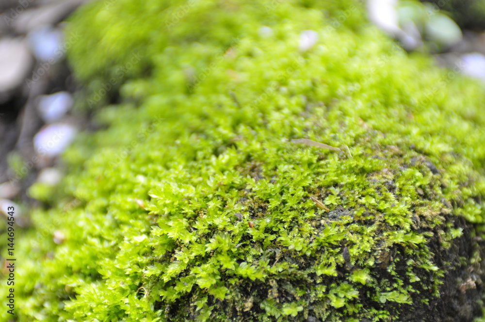 苔むした地面 苔むした地面