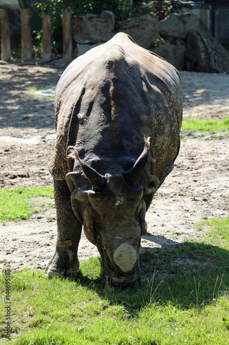 TIERE_2182_indisches_Panzernashorn photo