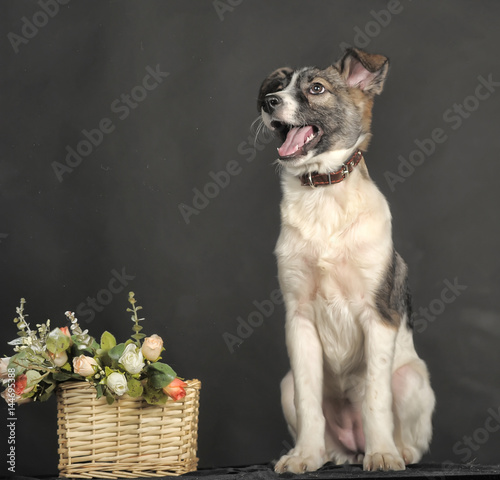 White and gray mongrel dog with flowers in basket  in the studio photo