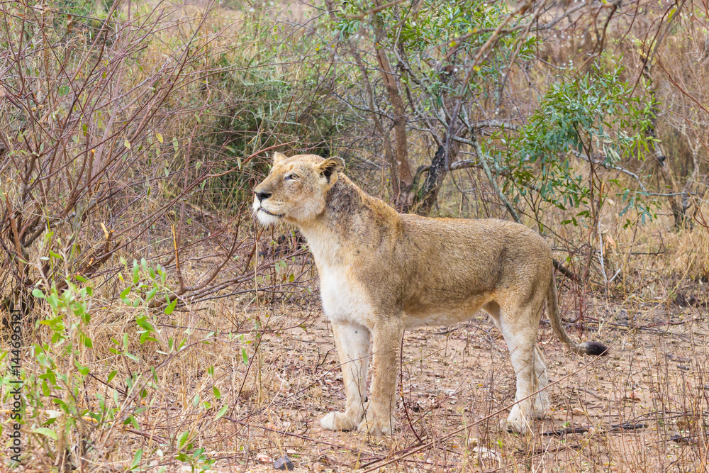 Naklejka premium Lion from Kruger National Park, South Africa