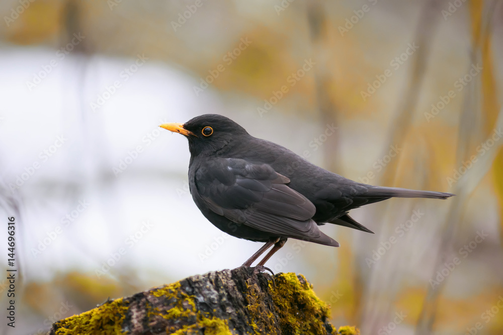 Blackbird stands on a green wooden stump in spring Park Blackbird stands on a green wooden stump in spring Park
