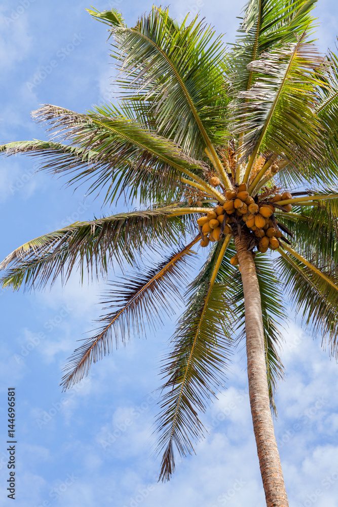 Кокосовая пальма на фоне неба.