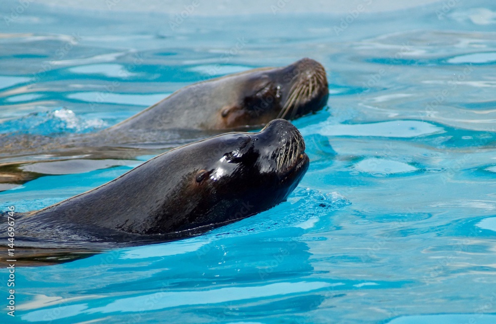 Fototapeta premium Nage synchronisée