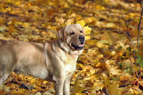 Labrador retriever is playing in the leaves in autumn photo