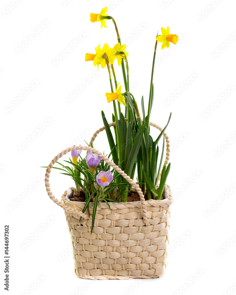 flower composition of Daffodils and Crocuses in wicker basket isolated on white, Flower gift