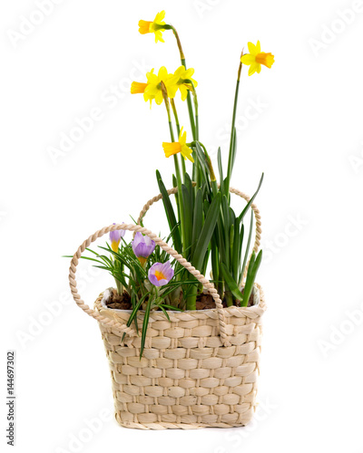 Fototapeta Naklejka Na Ścianę i Meble -  flower composition of Daffodils and Crocuses in wicker basket isolated on white, Flower gift