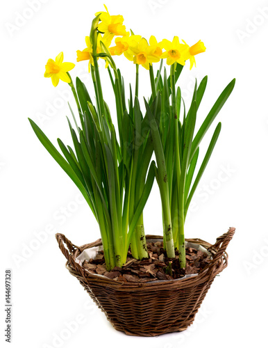 flower composition of Daffodils in wicker basket isolated on white  Flower gift