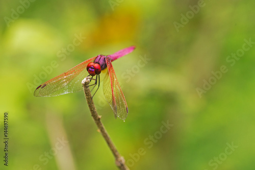 Red dragonfly on a branch with a green background.