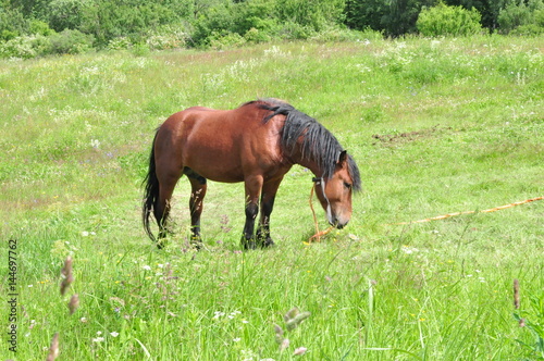 Horse on a meadow © Evdoha