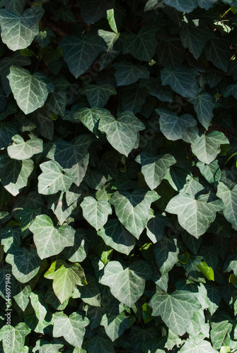 Green ivy leaves wall background. Leaf pattern