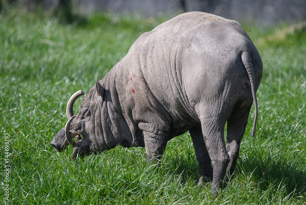 Obraz premium Babirusa