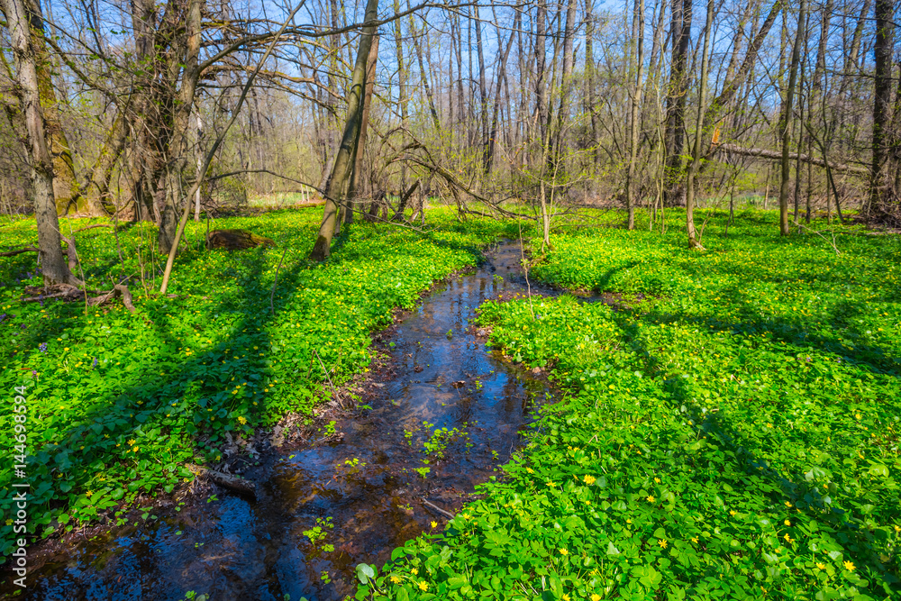 Obraz premium beautiful spring forest glade covered by a flowers