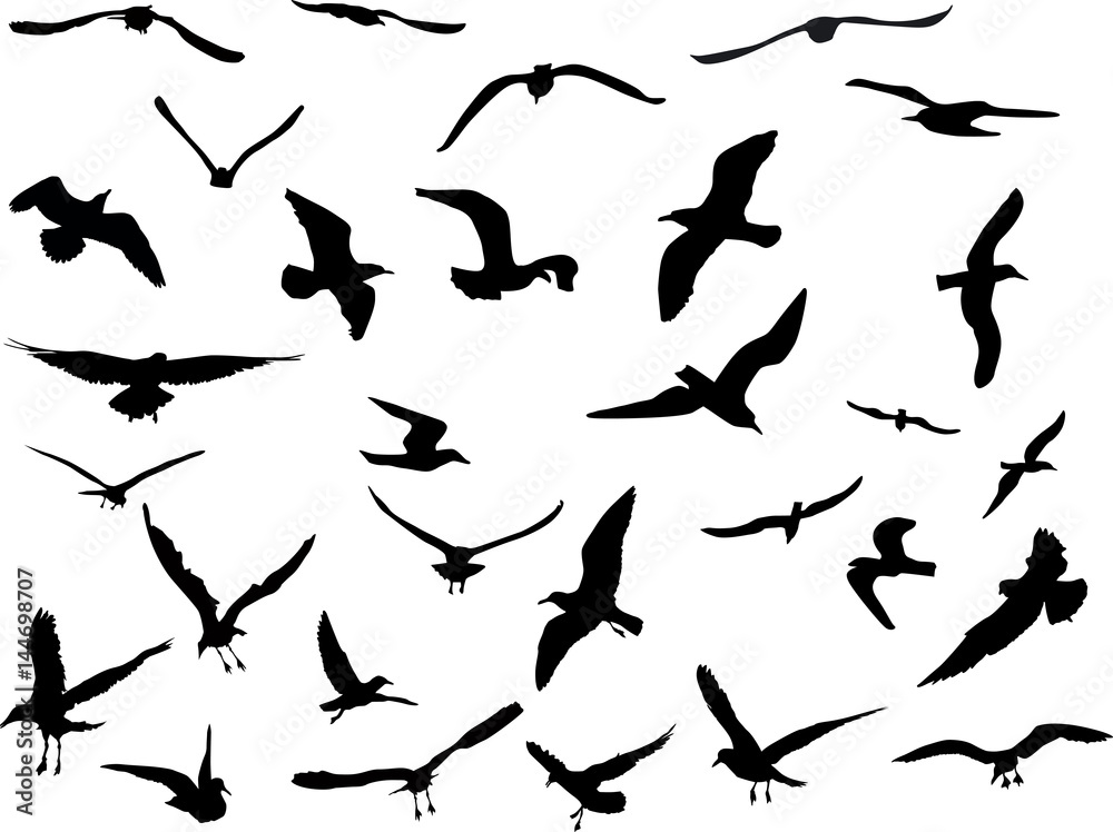 Naklejka premium thirty gulls collection on white background