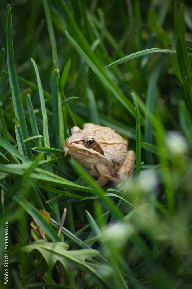 Obraz premium Frog in green grass
