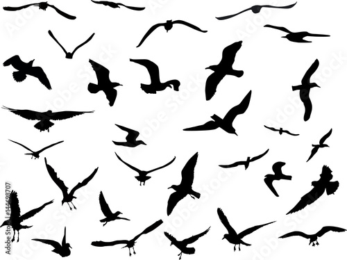 thirty gulls collection on white background