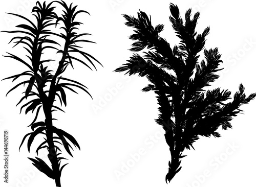 two black branches isolated on white
