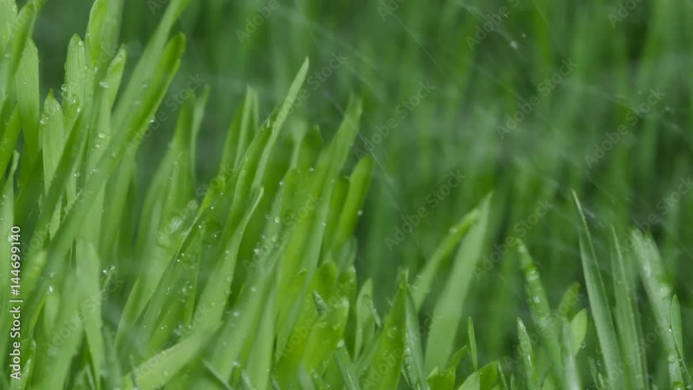 Sprouted wheat seeds. Wheat sprouts. Microgreens. Wheatgrass. Green grass. Dew on the grass. Sprouted wheat seeds. Wheat sprouts. Microgreens. Wheatgrass. Green grass. Dew on the grass.