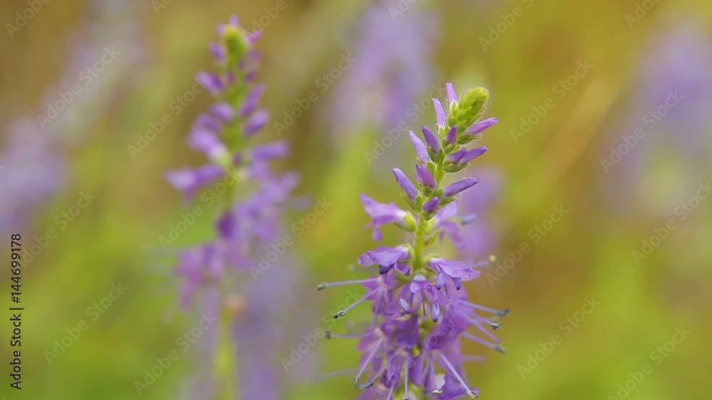 Wild spiked speedwell (Pseudolysimachion spicatum subsp. spicatum), syn.: Veronica spicata, Central Moravia, Czech Republic, Europe. Wild spiked speedwell (Pseudolysimachion spicatum subsp. spicatum), syn.: Veronica spicata, Central Moravia, Czech Republic, Europe.