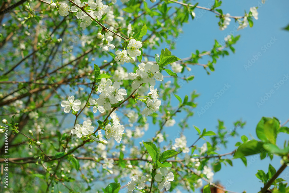Cherry flowers on branch tree at the springtime in sunny day. Cherry flowers on branch tree at the springtime in sunny day.